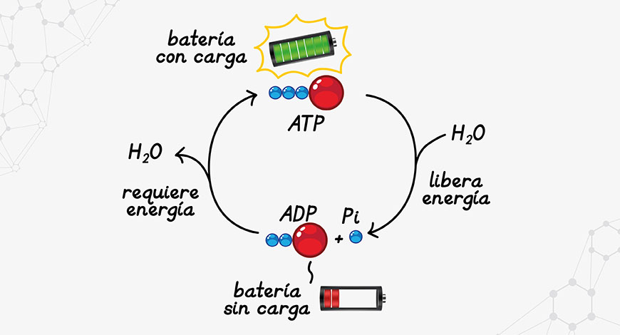 El ATP es conocido por ser la fuente de energía diaria